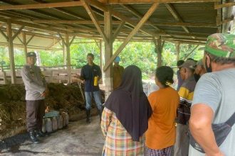 Proses pembuatan pupuk oleh petani di Desa Kospaduata Karya. Sumber: tribunnews.com