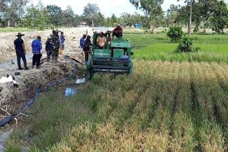 Lahan pertanian milik petani asli Papua di Kampung Bokem, Merauke. Sumber : Tribun-Papua.com