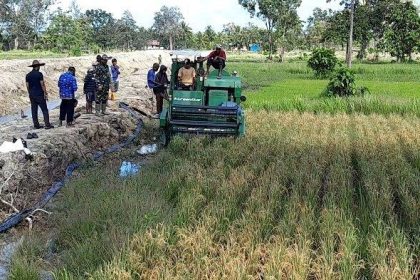 Lahan pertanian milik petani asli Papua di Kampung Bokem, Merauke. Sumber : Tribun-Papua.com