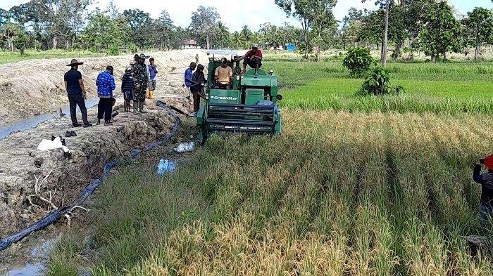 Lahan pertanian milik petani asli Papua di Kampung Bokem, Merauke. Sumber : Tribun-Papua.com
