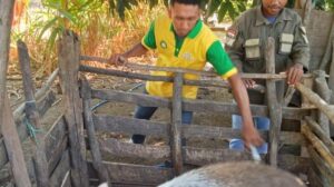 Mahasiswa KKN Udana saat melakukan vaksinasi dan di damping petugas dari Dinas Peternakan Belu. Sumber Foto : Tribun Flores