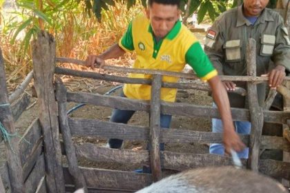 Mahasiswa KKN Udana saat melakukan vaksinasi dan di damping petugas dari Dinas Peternakan Belu. Sumber Foto : Tribun Flores