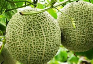 Buah melon hasil dari konsep pertanian modern BUM Desa Tirta Sembada. Sumber foto: Desa Bansari.