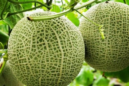 Buah melon hasil dari konsep pertanian modern BUM Desa Tirta Sembada. Sumber foto: Desa Bansari.