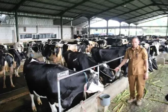 Kepala Desa Galengdowo Wartomo saat meninjau peternakan sapi perah di Dusun Pengajaran. Sumber : radarjombang.jawapos.com