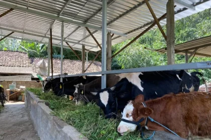 Aktivitas peternak sapi perah di Desa Cepokolimo, Kecamatan Pacet, Kabupaten Mojokerto. Sumber : pemdes cepokolimo/radarmojokerto.