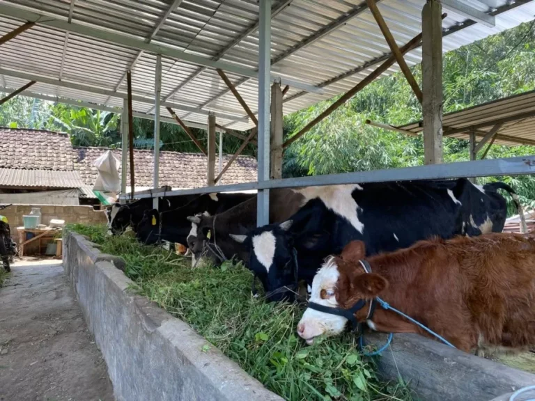 Aktivitas peternak sapi perah di Desa Cepokolimo, Kecamatan Pacet, Kabupaten Mojokerto. Sumber : pemdes cepokolimo/radarmojokerto.