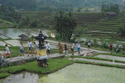 Ilustrasi, Sejumlah wisatawan mancanegara berjalan menyusuri persawahan saat berkunjung di Daya Tarik Wisata (DTW) Jatiluwih, Tabanan, Bali. Sumber foto : DetikBali