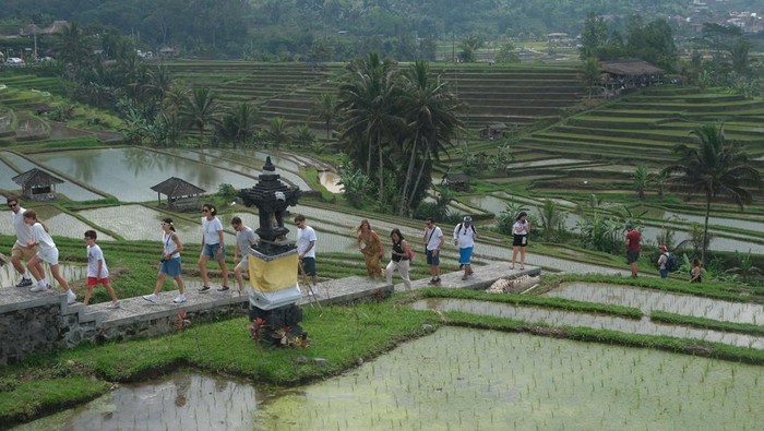 Ilustrasi, Sejumlah wisatawan mancanegara berjalan menyusuri persawahan saat berkunjung di Daya Tarik Wisata (DTW) Jatiluwih, Tabanan, Bali. Sumber foto : DetikBali