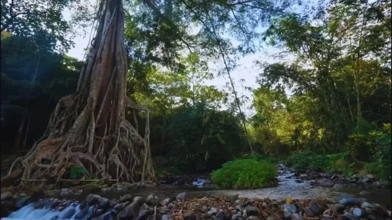 Wisata Akar Seribu jadi salah satu wisata ikonik yang ada di Desa Begaganlimo yang sampai kini terus dikembangkan. Sumber : Martda/jprm