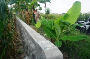 Kepala Desa Dukuhklopo Saiful Anam didampingi perangkat desa saat menunjukkan lokasi bangunan TPJ di wilayah persawahan Dusun Kapas. Sumber : radarjombang