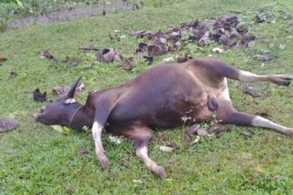Sapi tergeletak tak bernyawa di Desa Mustika. Sumber: Tribunnews.com
