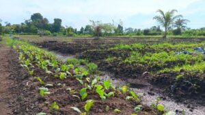 Kondisi beberapa tanaman sayur milik para petani di Desa Tanjung Buka, Bulungan, Kalimantan Utara. Sumber: Tribunkaltara