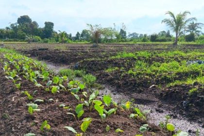 Kondisi beberapa tanaman sayur milik para petani di Desa Tanjung Buka, Bulungan, Kalimantan Utara. Sumber: Tribunkaltara
