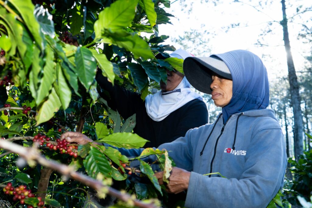 Kopi Arabika Desa Bulukerto: Transformasi Pertanian, Penguatan Ekonomi Lokal hingga Upaya Konservasi Ibu Patmianah, Kelompok Ibu Tani Kopi Desa Bulukerto, Kecamatan Bumiaji, Kota Batu sedang memanen biji kopi di lahannya. Sumber: Dokumentasi Oktavian Dwi Hermanto.