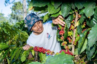 Petani Kopi Desa Bulukerto sedang memanen biji kopi di lahannya. Sumber: Dokumentasi Oktavian Dwi Hermawan.
