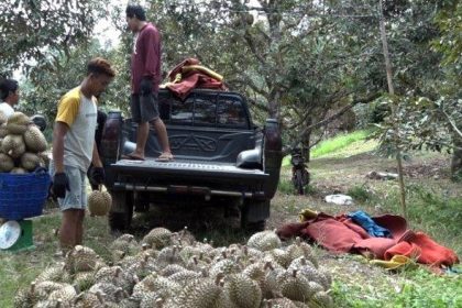 Warga saat panen hasil komoditas pangan durian. Sumber: Tribunnews.com.