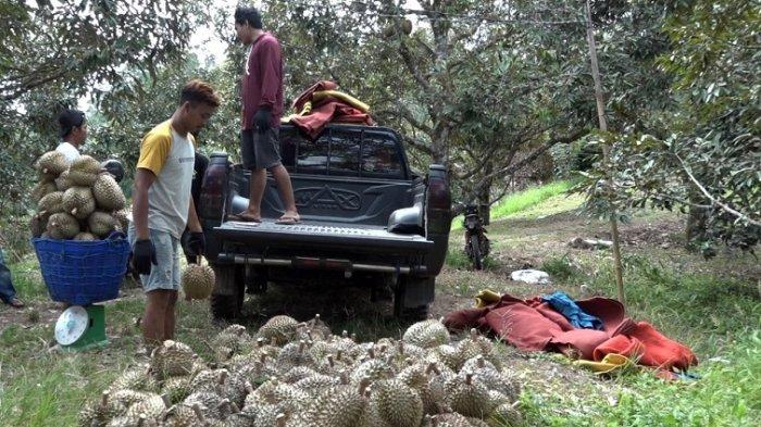 Warga saat panen hasil komoditas pangan durian. Sumber: Tribunnews.com.