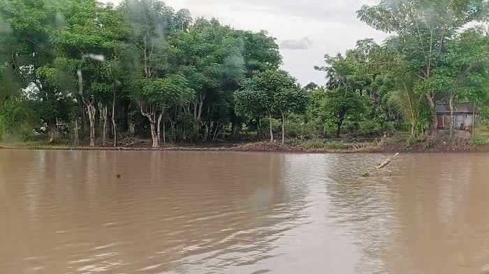Kondisi lahan sawah petani di Desa Lentu terendam banjir. Sumber:tribuntimur.com