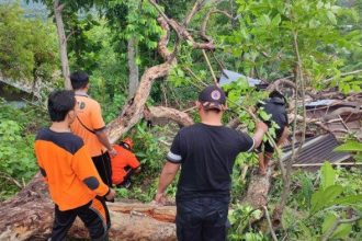 EVAKUASI - Bencana alam pohon tumbang terjadi di Kabupaten Gianyar Terbaru, pohon tumbang terjadi di kawasan Objek Wisata Monkey Forest, Desa Padangtegal, Kecamatan Ubud. Sumber Foto: TribunBali