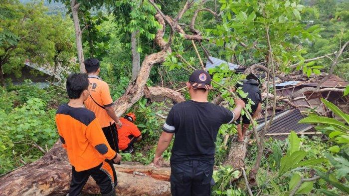 EVAKUASI - Bencana alam pohon tumbang terjadi di Kabupaten Gianyar Terbaru, pohon tumbang terjadi di kawasan Objek Wisata Monkey Forest, Desa Padangtegal, Kecamatan Ubud. Sumber Foto: TribunBali