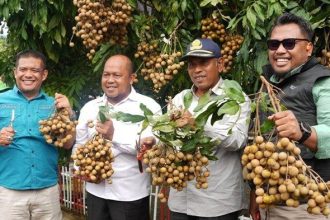 Sekretaris Daerah Kabupaten Paser, Katsul Wijaya saat menghadiri panen buah kelengkeng di Desa Klempang Sari, Kecamatan Kuaro, Kabupaten Paser, Kalimantan Timur. Sumber: Tribunkaltim
