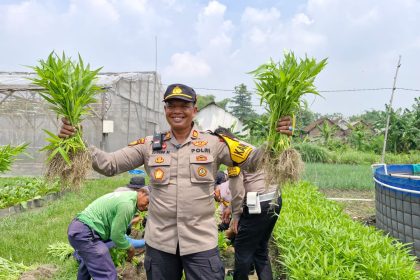 Polsek Balongbendo bersama Warga Desa Bakungtemenggungan saat Panen Kangkung. Sumber foto : persbhayangkara.id
