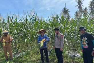 Panen jagung manis di Kebun Milik Kompi 1 Batalyon A Pelopor, Tobelo. Sumber : halmaherapost.com
