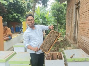Kades Sampok, Warsito menunjukkan lebah penghasil madu yang disimpan dalam kotak tempat budi daya. Sumber Foto: Joglo Jateng
