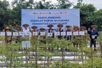 Pemprov Kalsel bersama kelompok tani panen perdana cabai rawit hasil kombinasi pupuk batubara dan NPK di Desa Bitahan, Kabupaten Tapin, Kalimantan Selatan. Sumber: Ho – Pemprov Kalsel