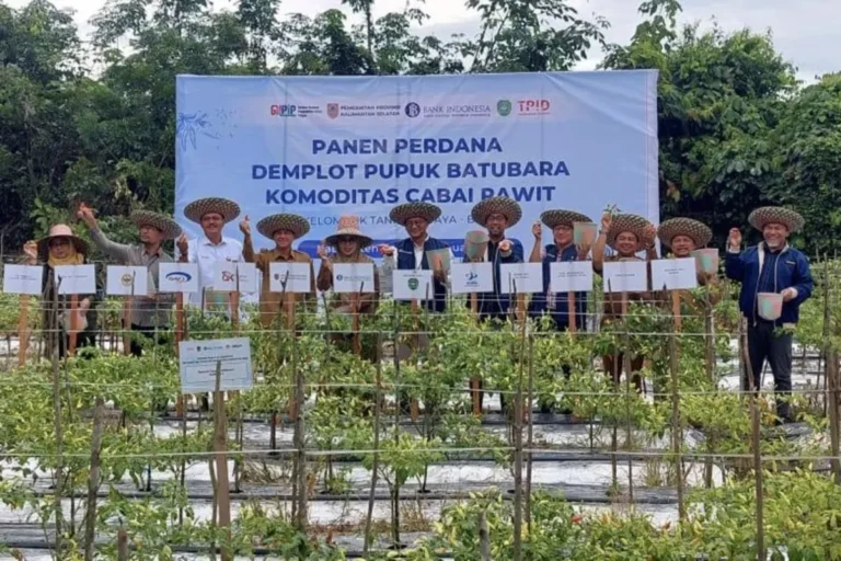 Pemprov Kalsel bersama kelompok tani panen perdana cabai rawit hasil kombinasi pupuk batubara dan NPK di Desa Bitahan, Kabupaten Tapin, Kalimantan Selatan. Sumber: Ho – Pemprov Kalsel