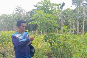 Kepala Desa Ohoiluk, Norbertus Renyaan. Sumber : tribunambon.com