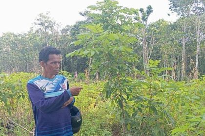 Kepala Desa Ohoiluk, Norbertus Renyaan. Sumber : tribunambon.com