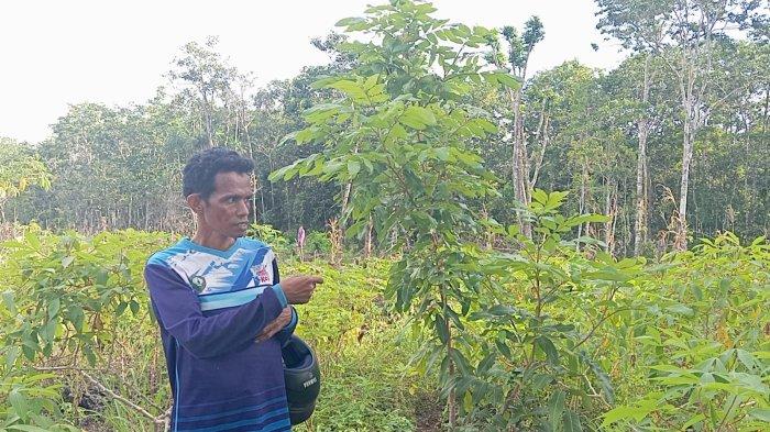 Kepala Desa Ohoiluk, Norbertus Renyaan. Sumber : tribunambon.com