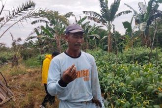 Wardi, petani cabai di Desa Pantai, Kecamatan Kelumpang Selatan, Kabupaten Kotabaru. Sumber : Istimewa