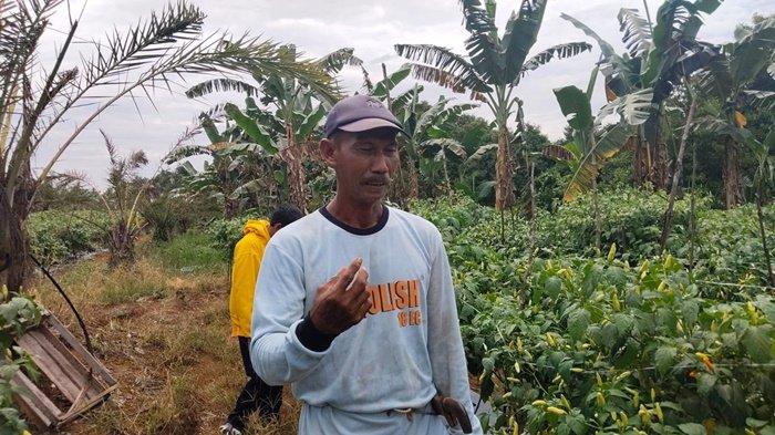 Wardi, petani cabai di Desa Pantai, Kecamatan Kelumpang Selatan, Kabupaten Kotabaru. Sumber : Istimewa