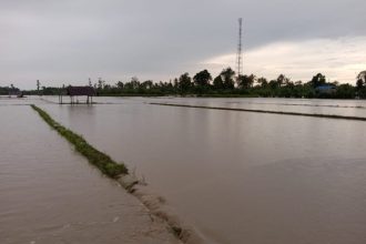 Kondisi puluhan hektar sawah yang terendam banjir. Sumber : titastory.id