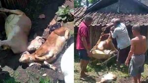 Penyebab kematian puluhan kambing secara mendadak masih menjadi misteri dan terus terjadi di RT 02 RW 02 Desa Pomahan, Kecamatan Pulung, Kabupaten Ponorogo, Jawa Timur. Sumber Foto: Surya.co.id