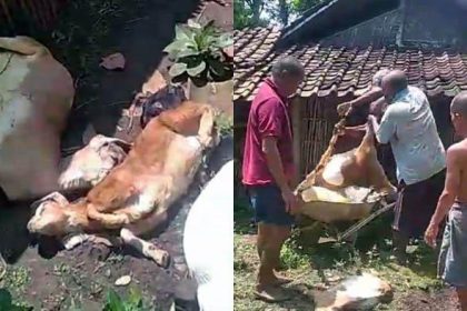 Penyebab kematian puluhan kambing secara mendadak masih menjadi misteri dan terus terjadi di RT 02 RW 02 Desa Pomahan, Kecamatan Pulung, Kabupaten Ponorogo, Jawa Timur. Sumber Foto: Surya.co.id