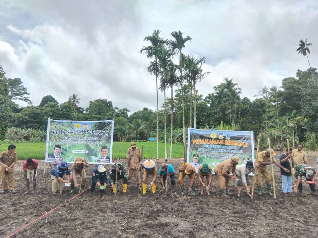 Penjabat Bupati Jayapura, Semuel Siriwa saat melakukan penanaman perdana padi gogo di Kampung Swentab. Sumber ; rri.co.id