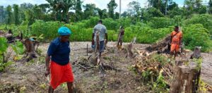 Sejumlah di Kelurahan Kamoro Jaya saat berladang menanam kangkung organik. Sumber : pojokpapua.id