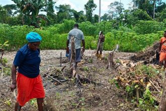 Sejumlah di Kelurahan Kamoro Jaya saat berladang menanam kangkung organik. Sumber : pojokpapua.id