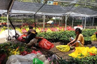 Tim Walhi Maluku Utara saat menyiapkan bibit anakan pala. Sumber: kalesang.id