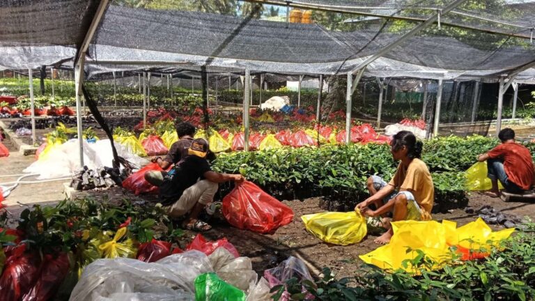 Tim Walhi Maluku Utara saat menyiapkan bibit anakan pala. Sumber: kalesang.id