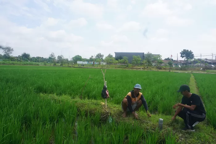 Kepala Desa mendampingi salah satu petani di lahan persawahan Dusun Penanggalan untuk pengembangan sistem pertanian biomassa. Sumber: Radar Jombang