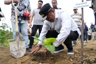 Proses penanaman Pisang Cavendish oleh Pj. Bupati Pasangkayu, Bahtiar. Sumber: sulbarprov.go.id