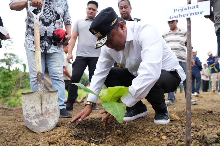 Proses penanaman Pisang Cavendish oleh Pj. Bupati Pasangkayu, Bahtiar. Sumber: sulbarprov.go.id