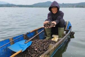 Warga Desa Jagara, Kecamatan Darma, Kabupaten Kuningan sedang memanen tutut. Sumber foto: Kompas.com