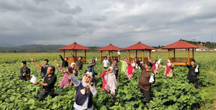 Taman anggur ini merupakan salah satu unit usaha BUM Desa Kridha Manunggal Jaya. Sumber foto: website resmi desamegulungkidul.