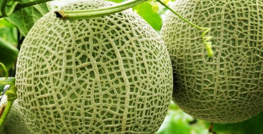 Buah melon hasil dari konsep pertanian modern BUM Desa Tirta Sembada. Sumber foto: Desa Bansari.